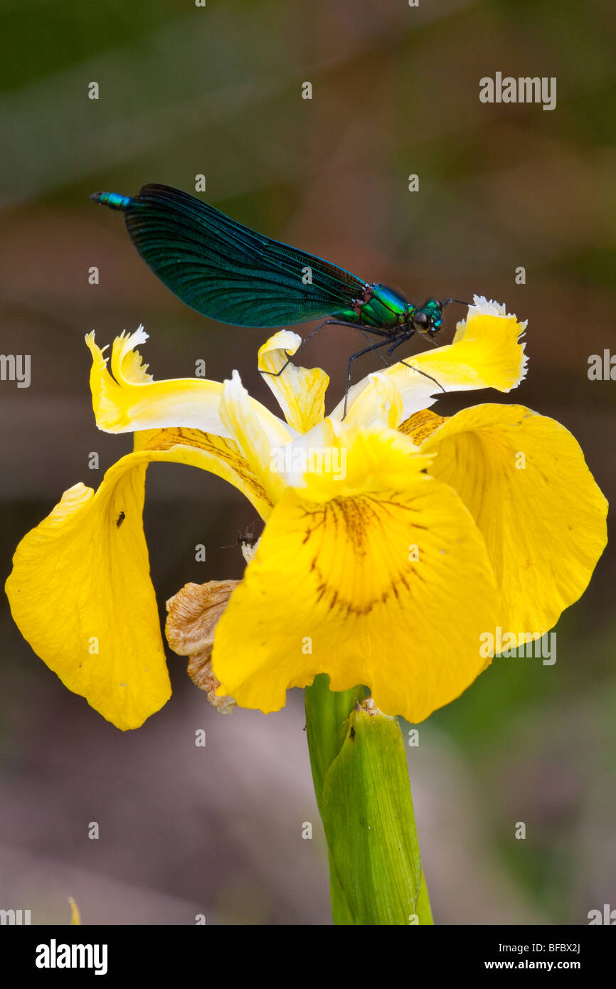 Schöne Prachtlibelle Calopteryx Virgo, auf gelbe iris Stockfoto