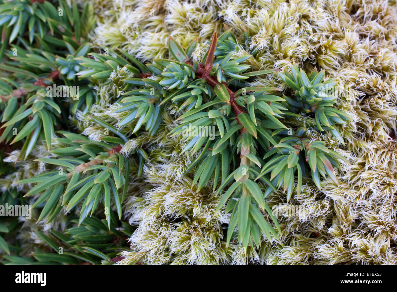 Wacholder, Juniperus Communis Nana niederwerfen Stockfoto