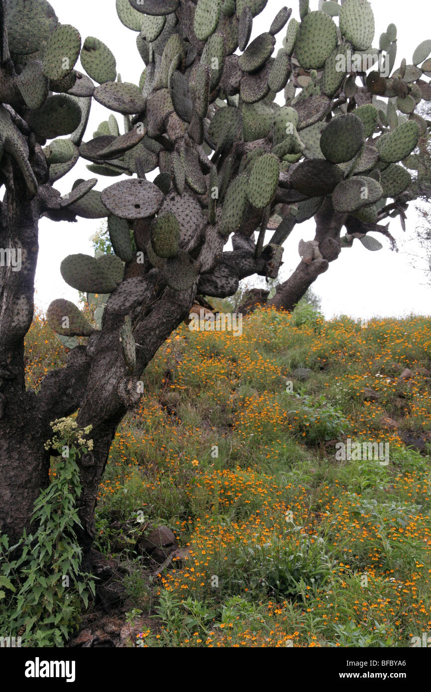 Nopal Kaktus mit Feld. Gemeinsamen Landschaft in Mexiko Stockfoto