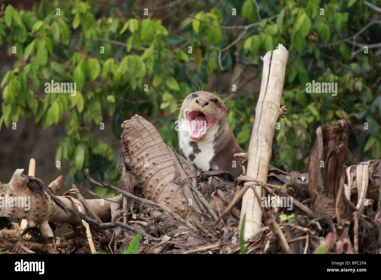 Riesenotter Pteronura Brasiliensis Gähnen im Pantanal Brasil Stockfoto