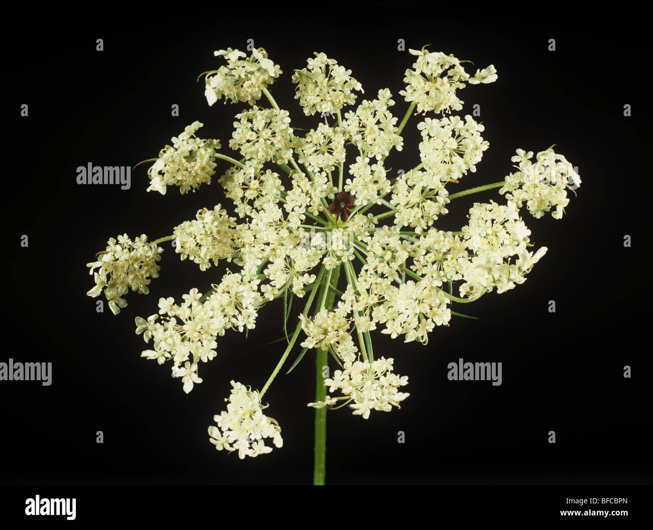 Blüte Dolde von eine Wilde Möhre (Daucus Carota) weiß mit einer