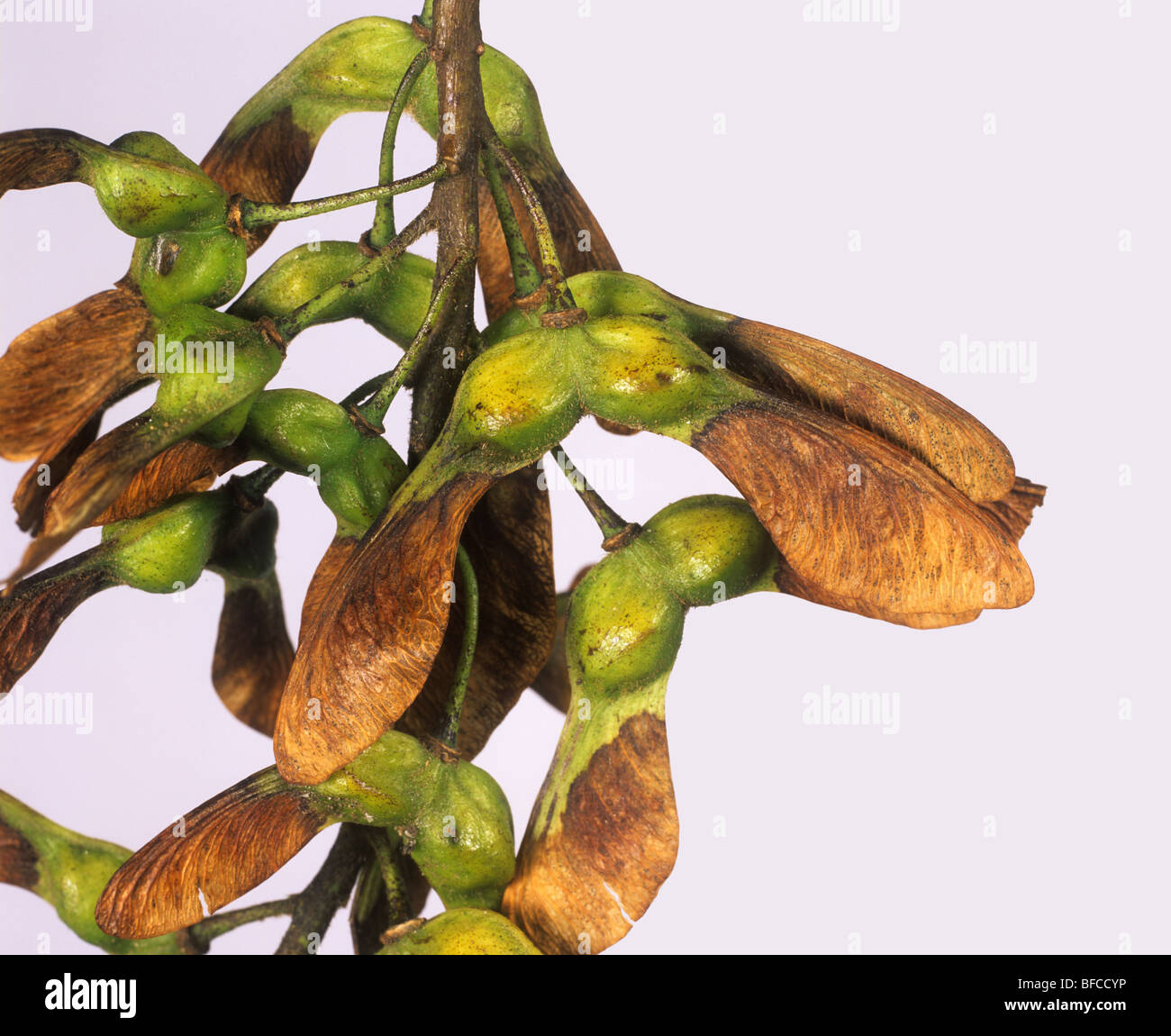 Geflügelten Samen auf ein Samenausbreitung Ahorn (Acer Pseudoplantanus) Stockfoto
