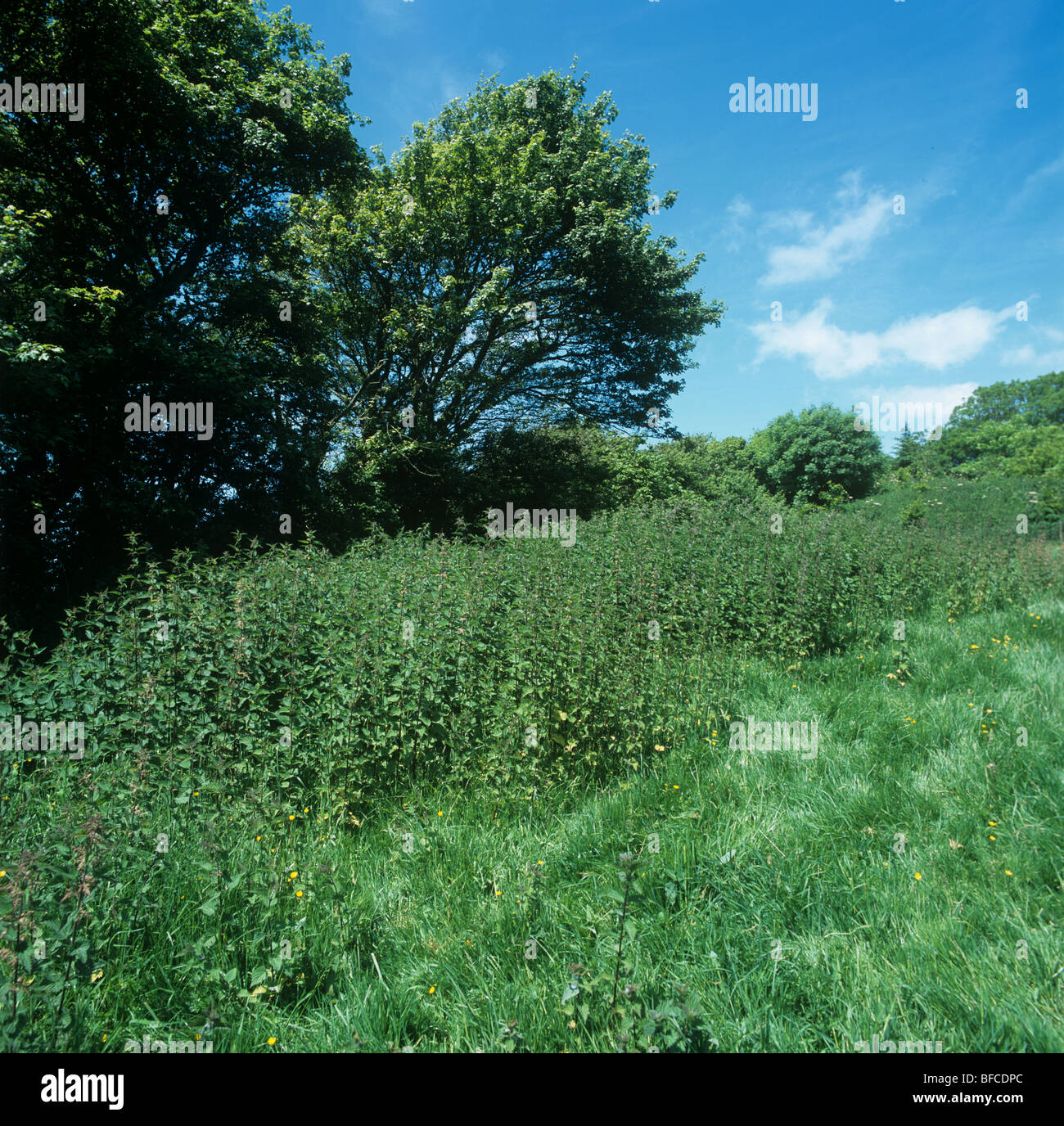 Blühende Brennnesseln (Urtica Dioica) auf einer Wiese Weide im Sommer Stockfoto