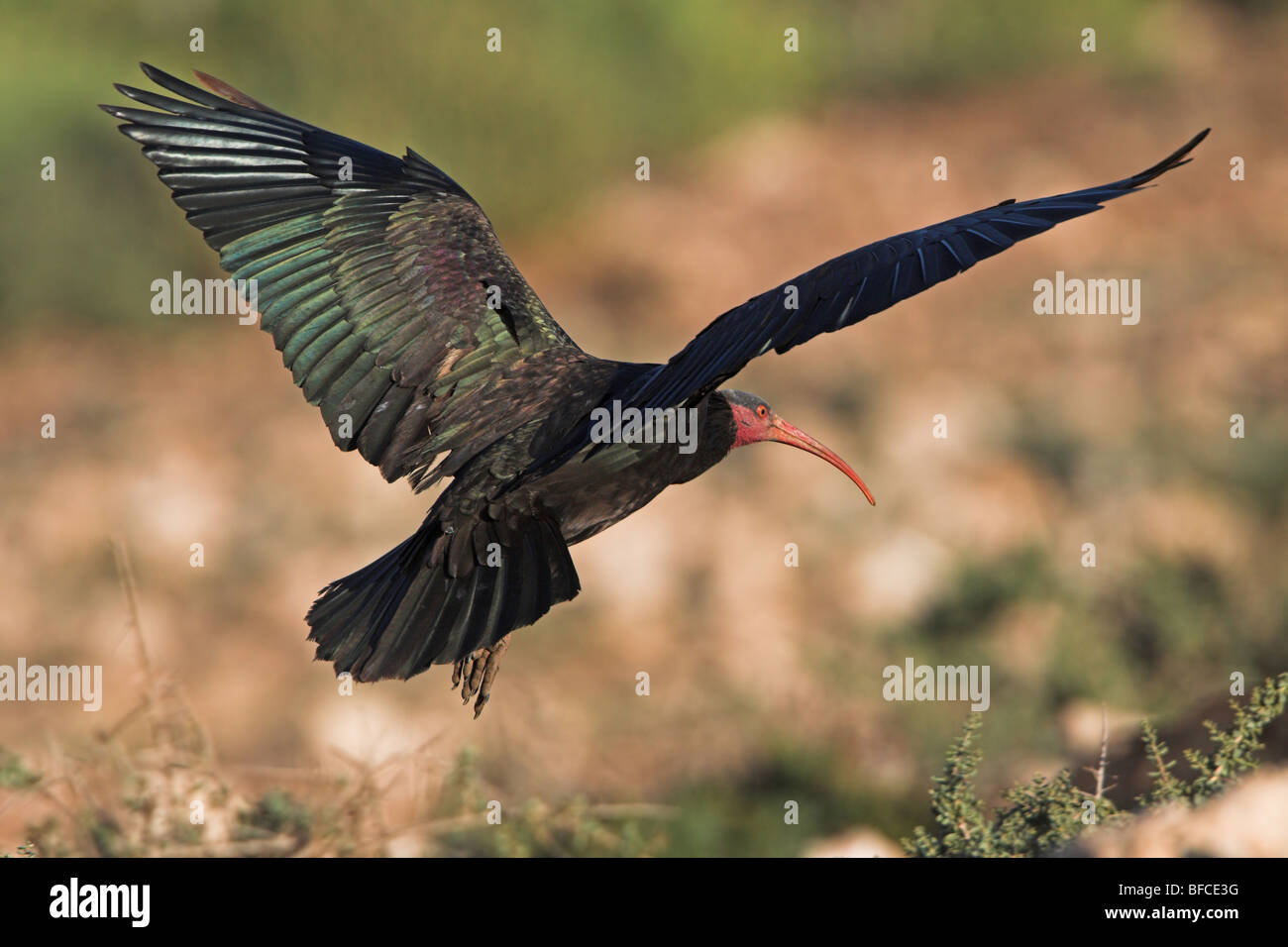 Northern Bald Ibis Geronticus eremita Stockfoto