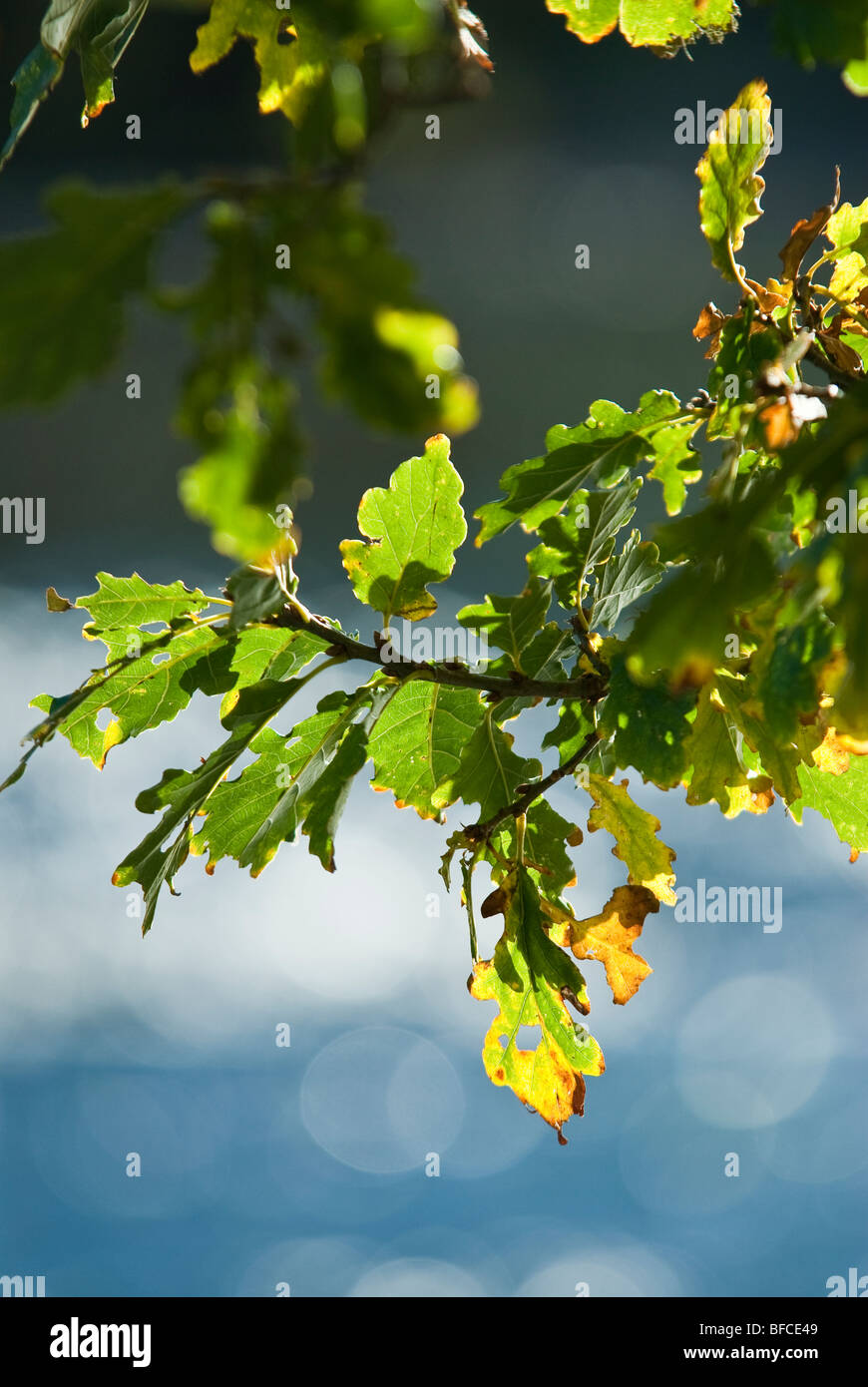 Herbstlaub auf Eichen Stockfoto