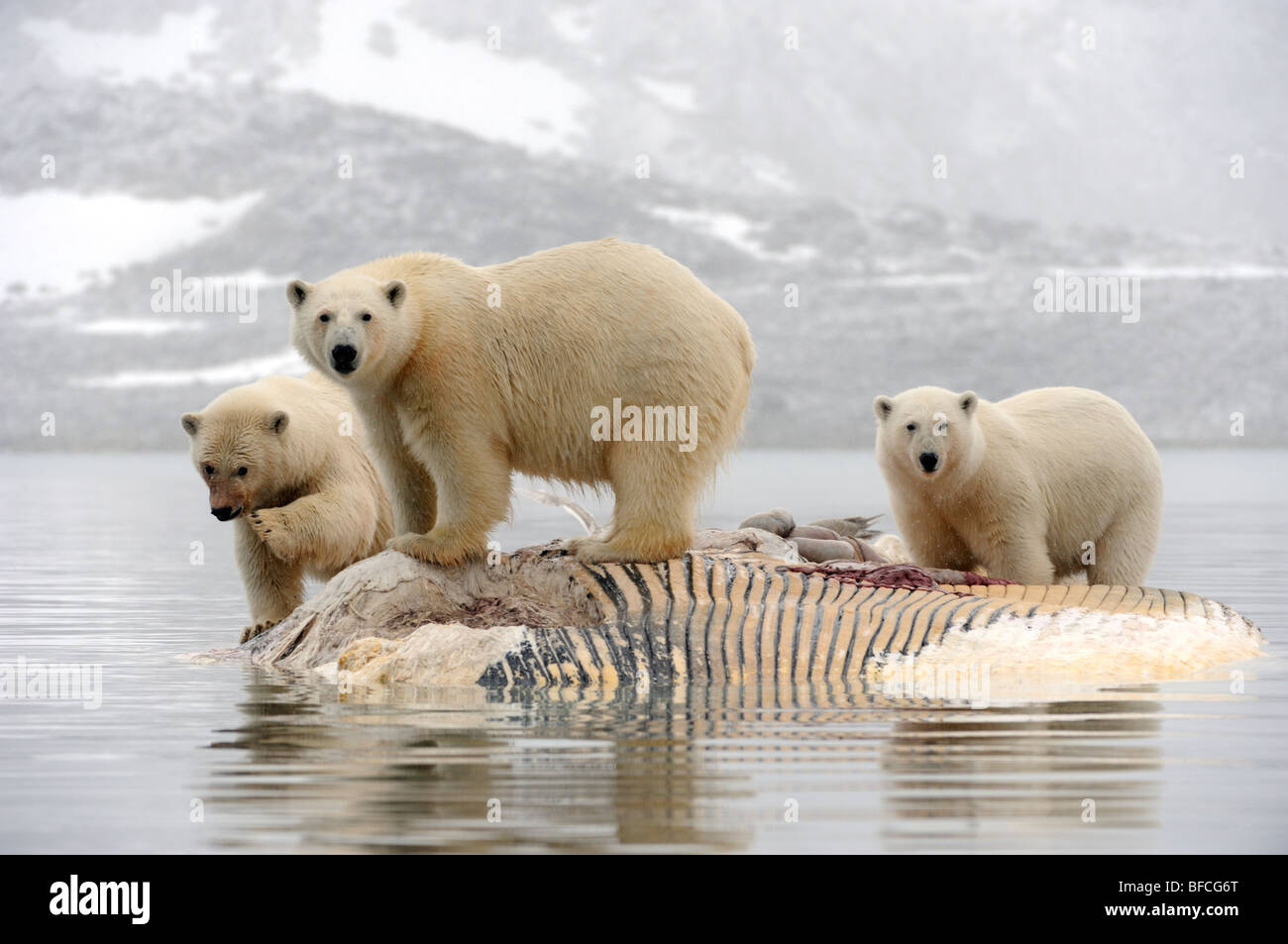 Eisbären (Ursus Maritimus) Stockfoto
