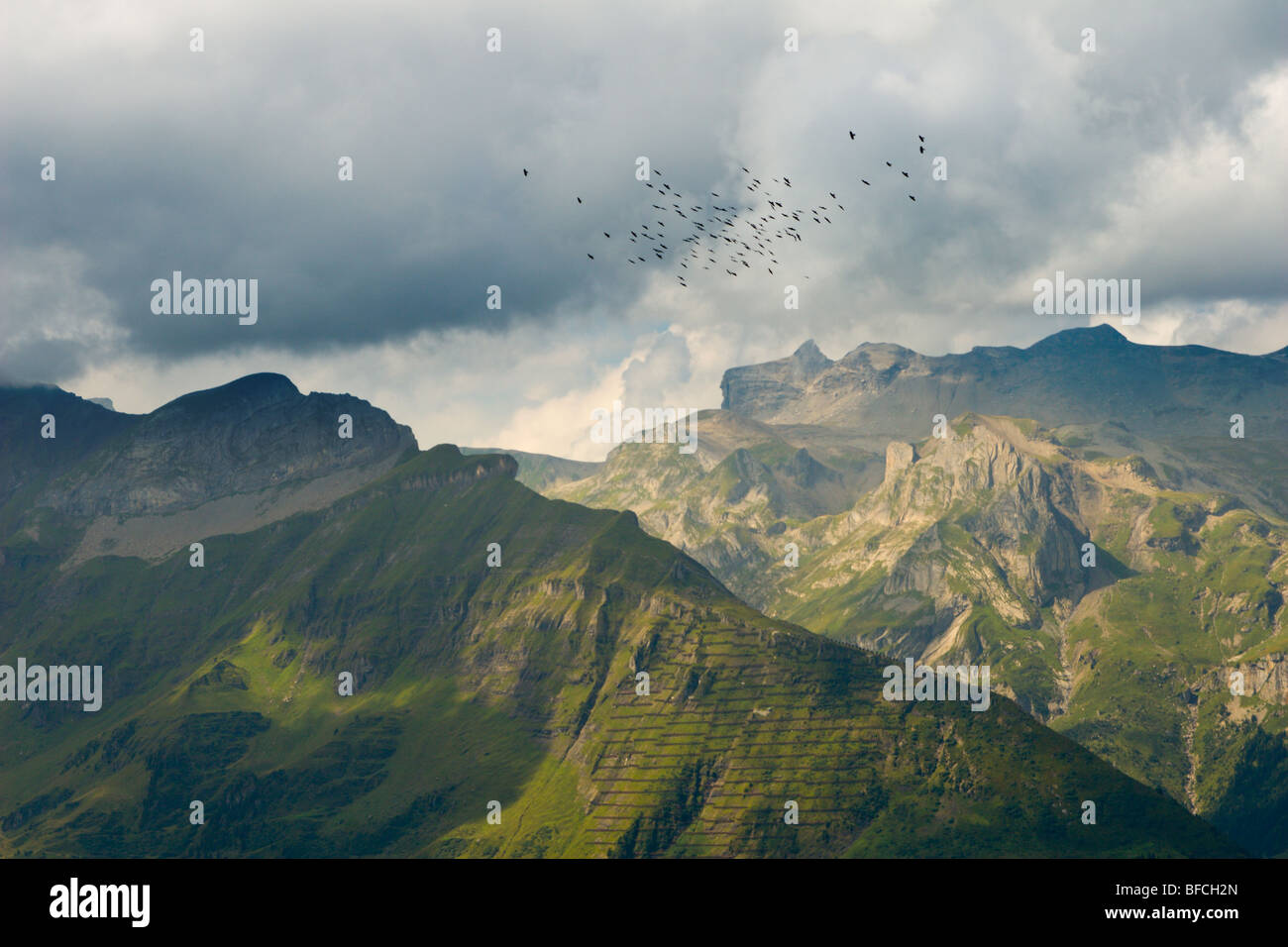 Vögel über die Schweizer Alpen, Lauterbrunnen, Schweiz fliegen Stockfoto