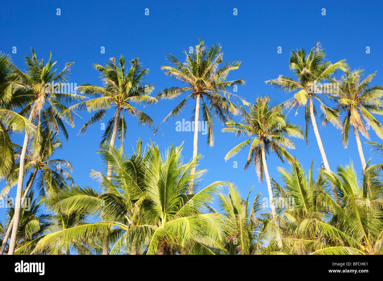 Palmen vor blauen Himmel Boracay; Die Visayas; Philippinen. Stockfoto