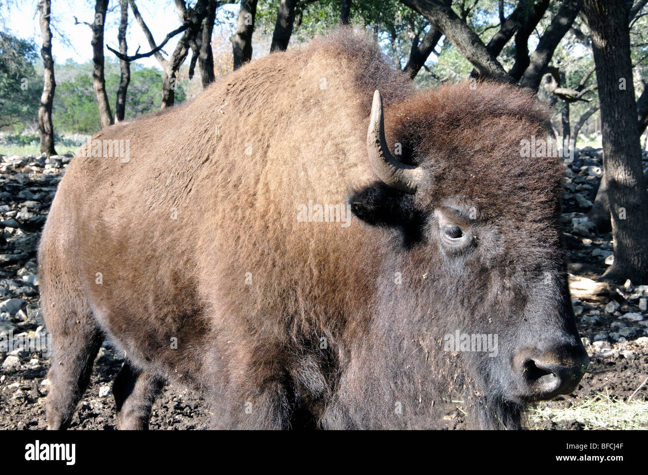 Amerikanische Bisons (Bison Bison) Stockfoto