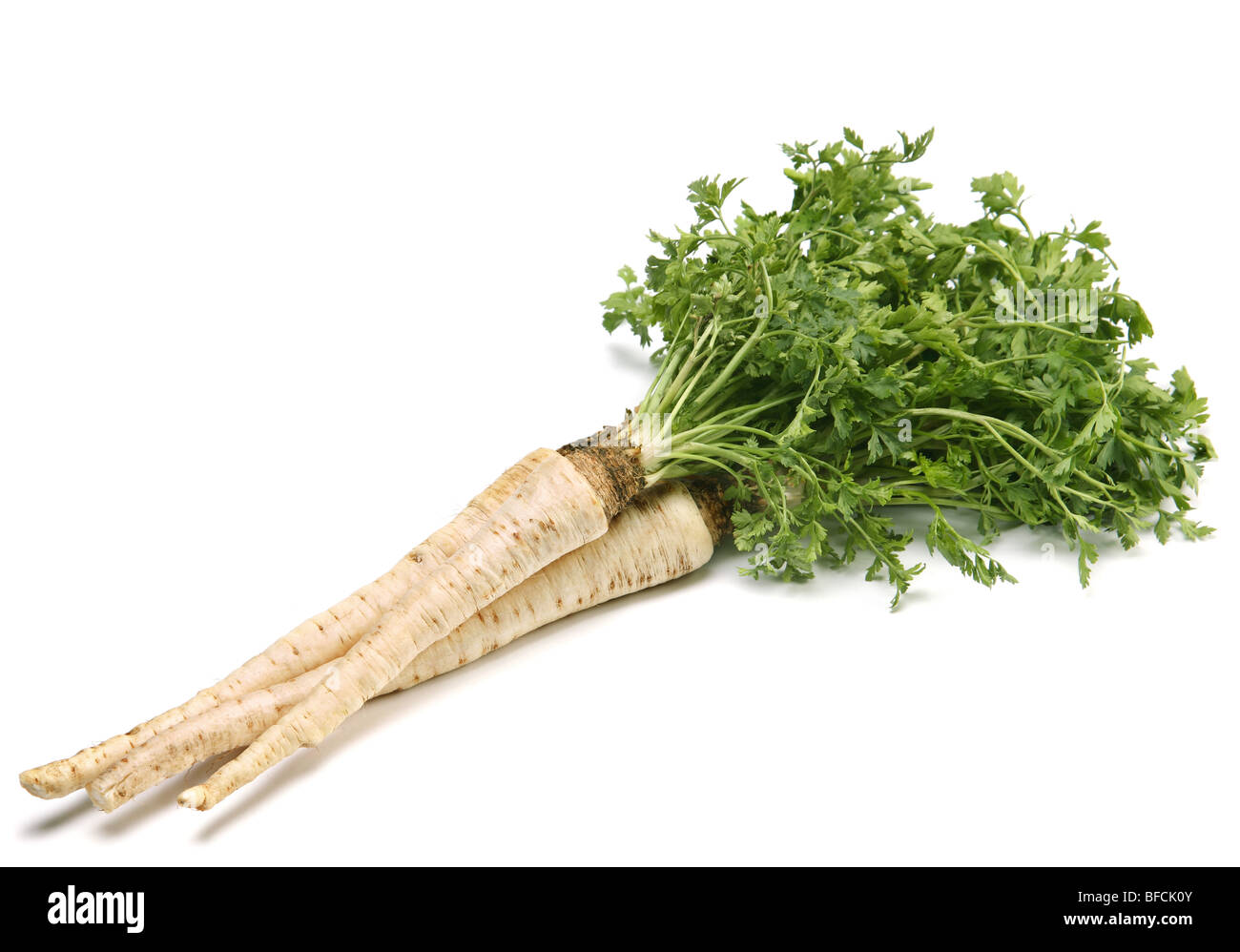 Petersilie Gemüse mit Wurzel Detail auf weiß Stockfoto