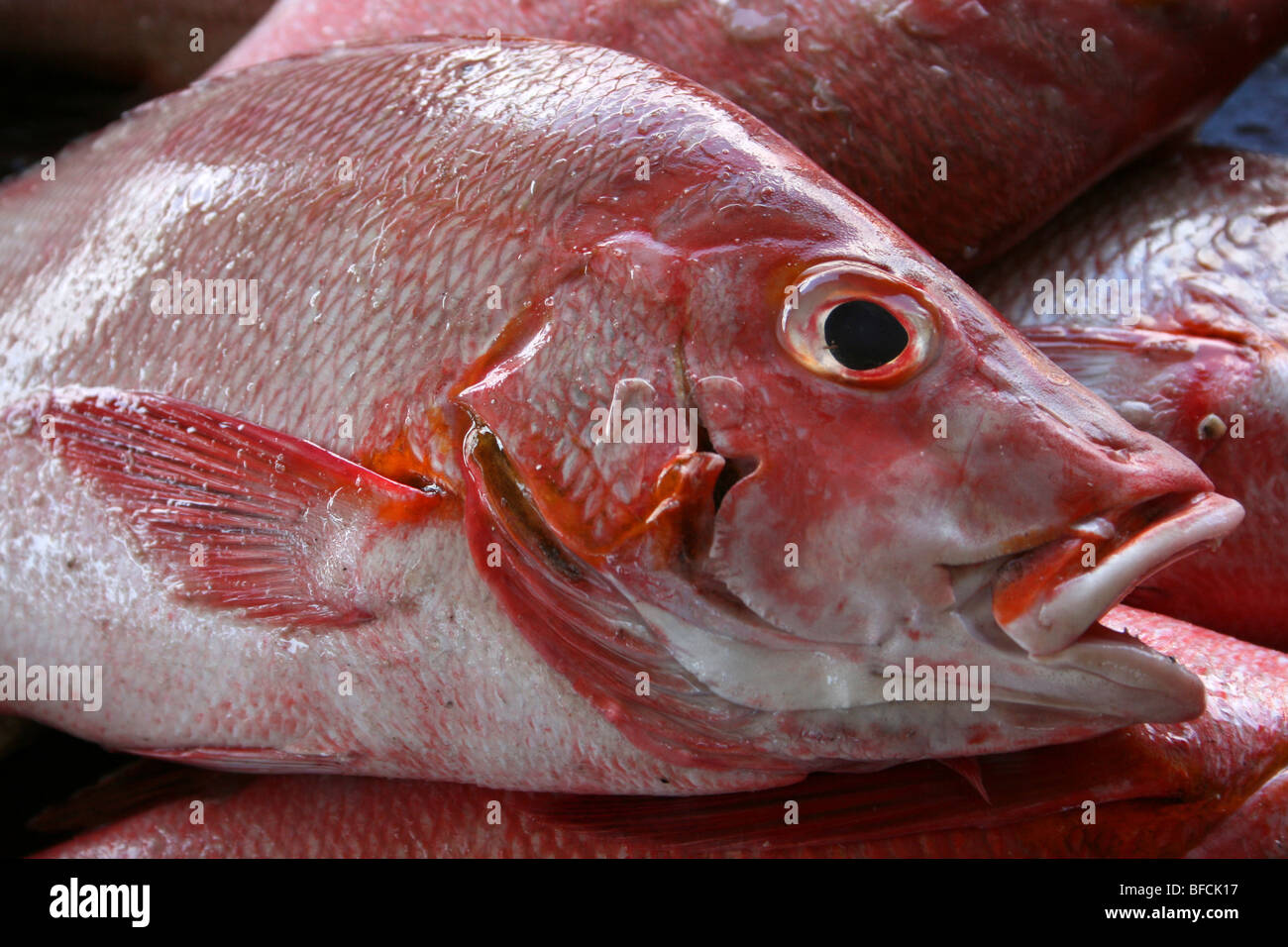 Red Snapper Lutjanus Campechanus für Verkauf bei Kivukoni Fischmarkt, Dar-Es-Salaam, Tansania Stockfoto