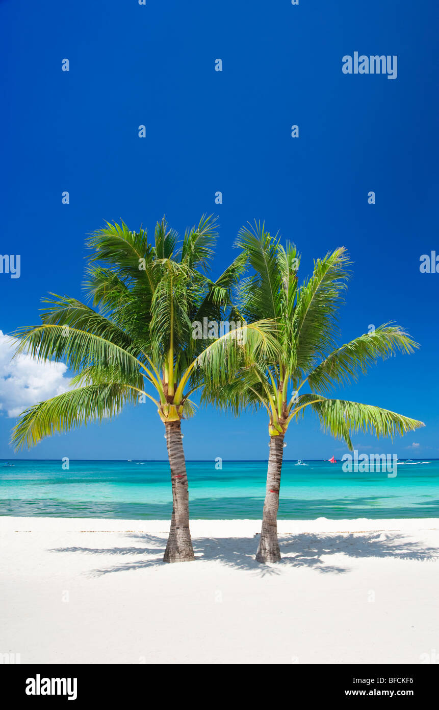 Zwei Palmen Boracay; Die Visayas; Philippinen. Stockfoto