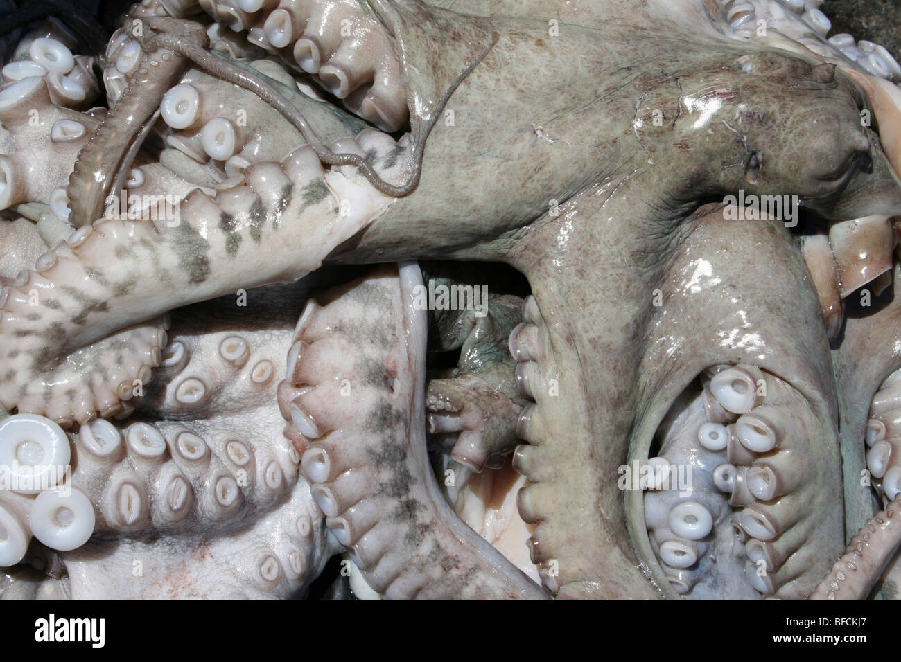 Gemeinsamen Octopus zum Verkauf an Kivukoni Fischmarkt, Dar-Es-Salaam, Tansania Stockfoto