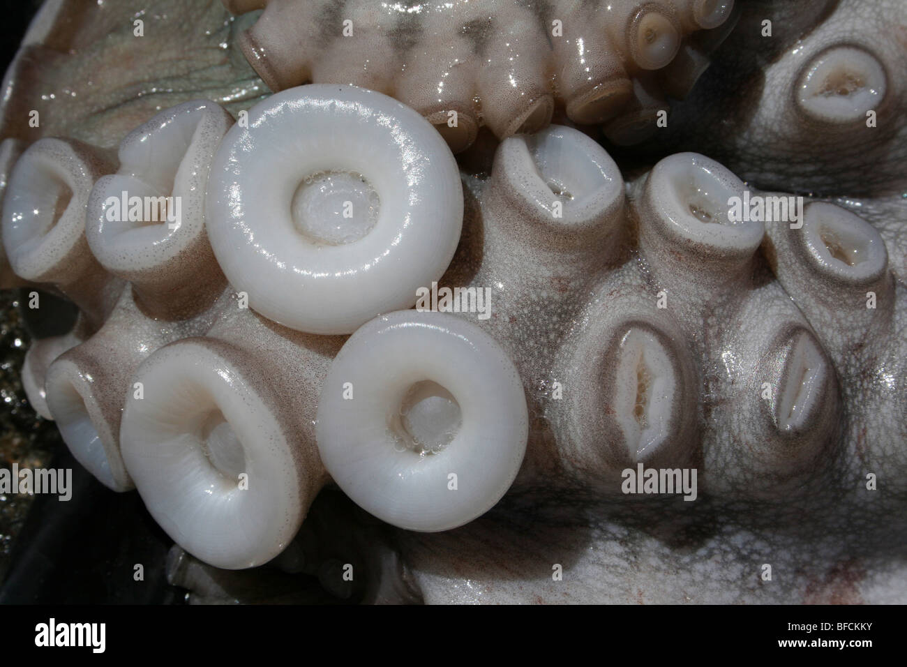 Nahaufnahme von Saugnäpfen auf gemeinsame Octopus zum Verkauf an Kivukoni Fischmarkt, Dar-Es-Salaam, Tansania Stockfoto