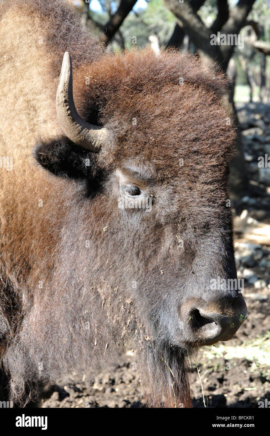 Amerikanische Bisons (Bison Bison) Stockfoto