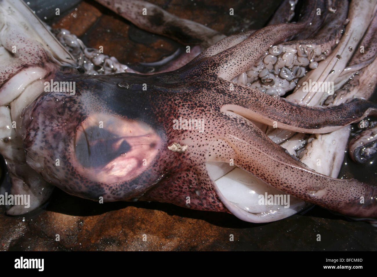 Gemeinsamen Octopus zum Verkauf an Kivukoni Fischmarkt, Dar-Es-Salaam, Tansania Stockfoto