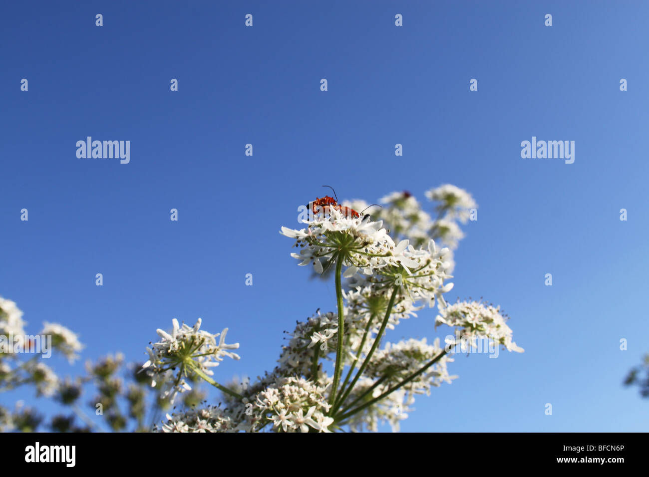 Zwei fliegenden Bugs Paarung auf Kuh Petersilie, Hampshire Stockfoto