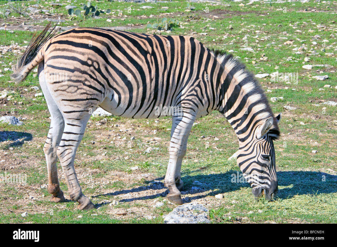 Damaraland-Zebra (Equus Burchelli Antiquorum) Stockfoto