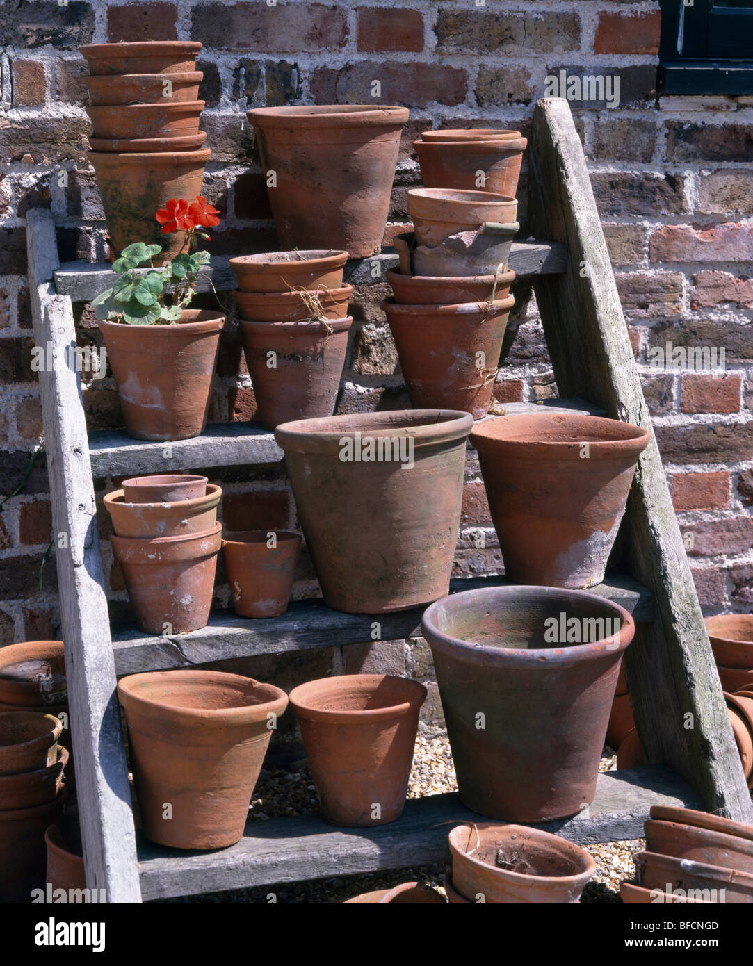 Nahaufnahme der alten Terrakotta-Blumentöpfe auf rustikale Holzregale  Stockfotografie - Alamy