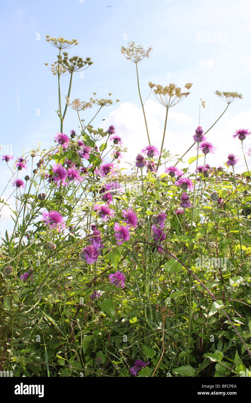 Disteln und Kuh Petersilie in die Hecken, Hampshire Stockfoto
