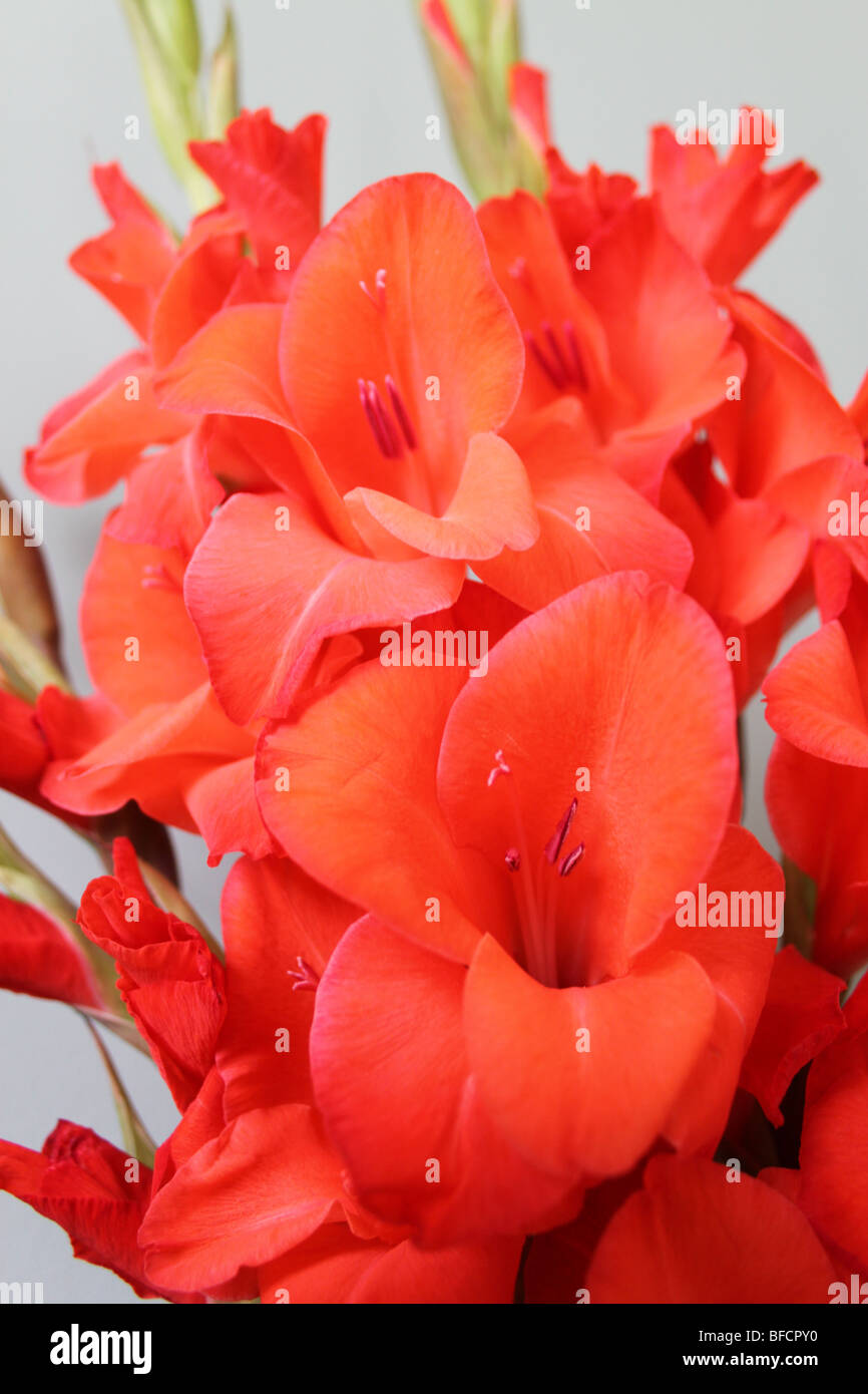Pinky roten Gladiolen Blumen Stockfoto