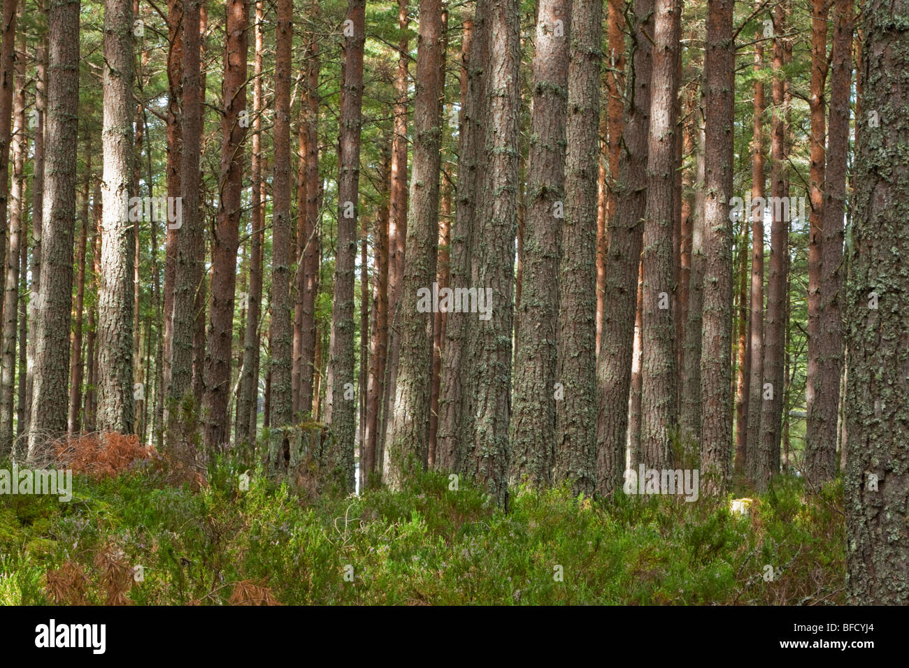 Caledonian Pinienwald bei Abernethy Wald National Nature Reserve, Loch Garten Cairngorms National Park, Schottland, Uk Stockfoto