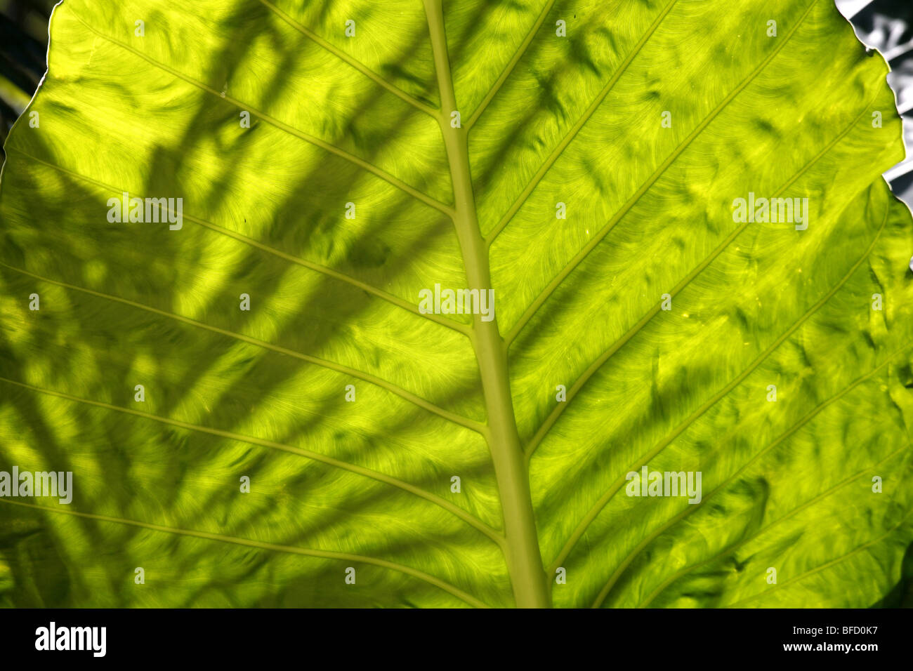 Tropische Vegetation und Blätter Stockfoto