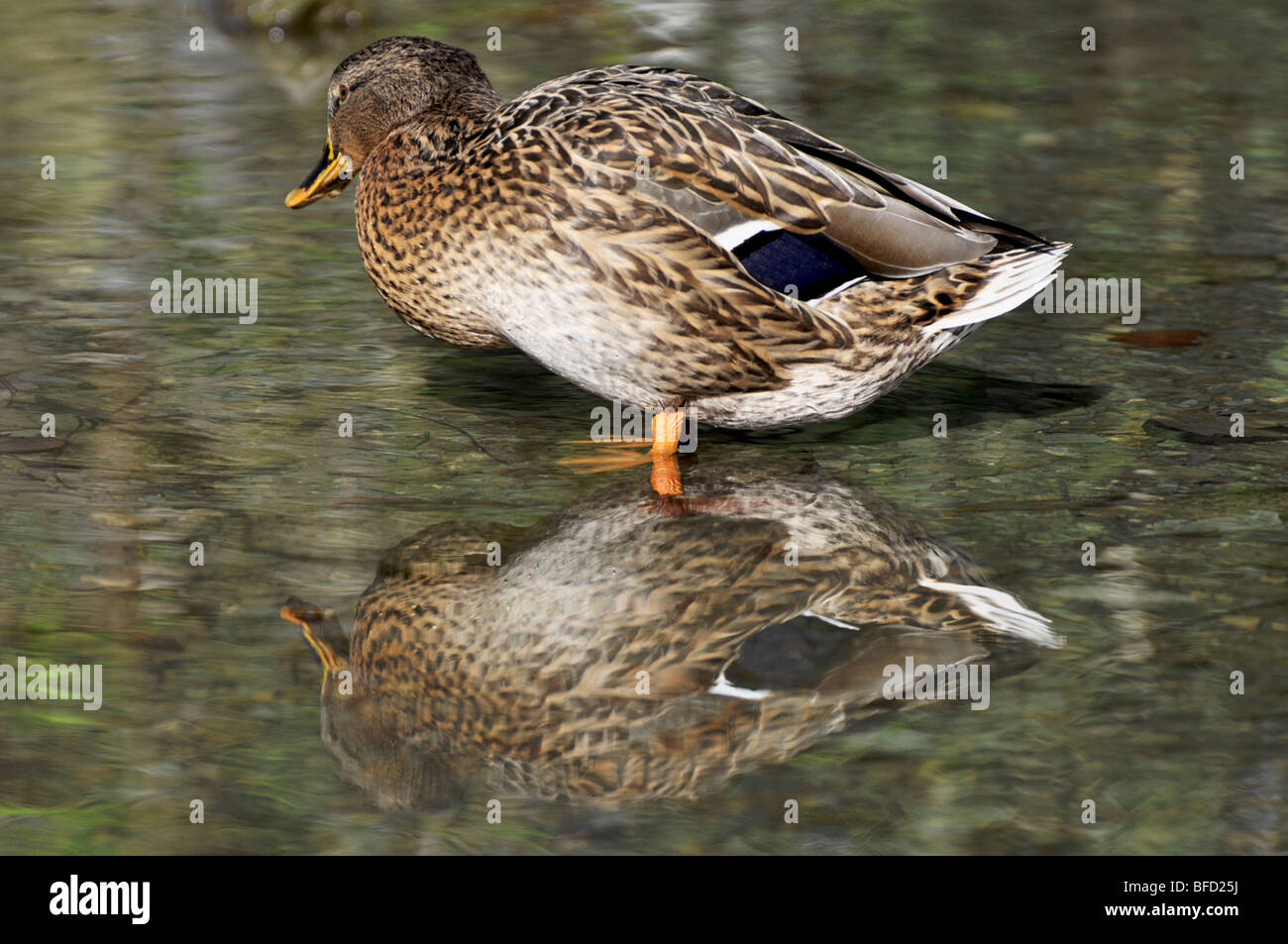 Stockente (weiblich) Stockfoto