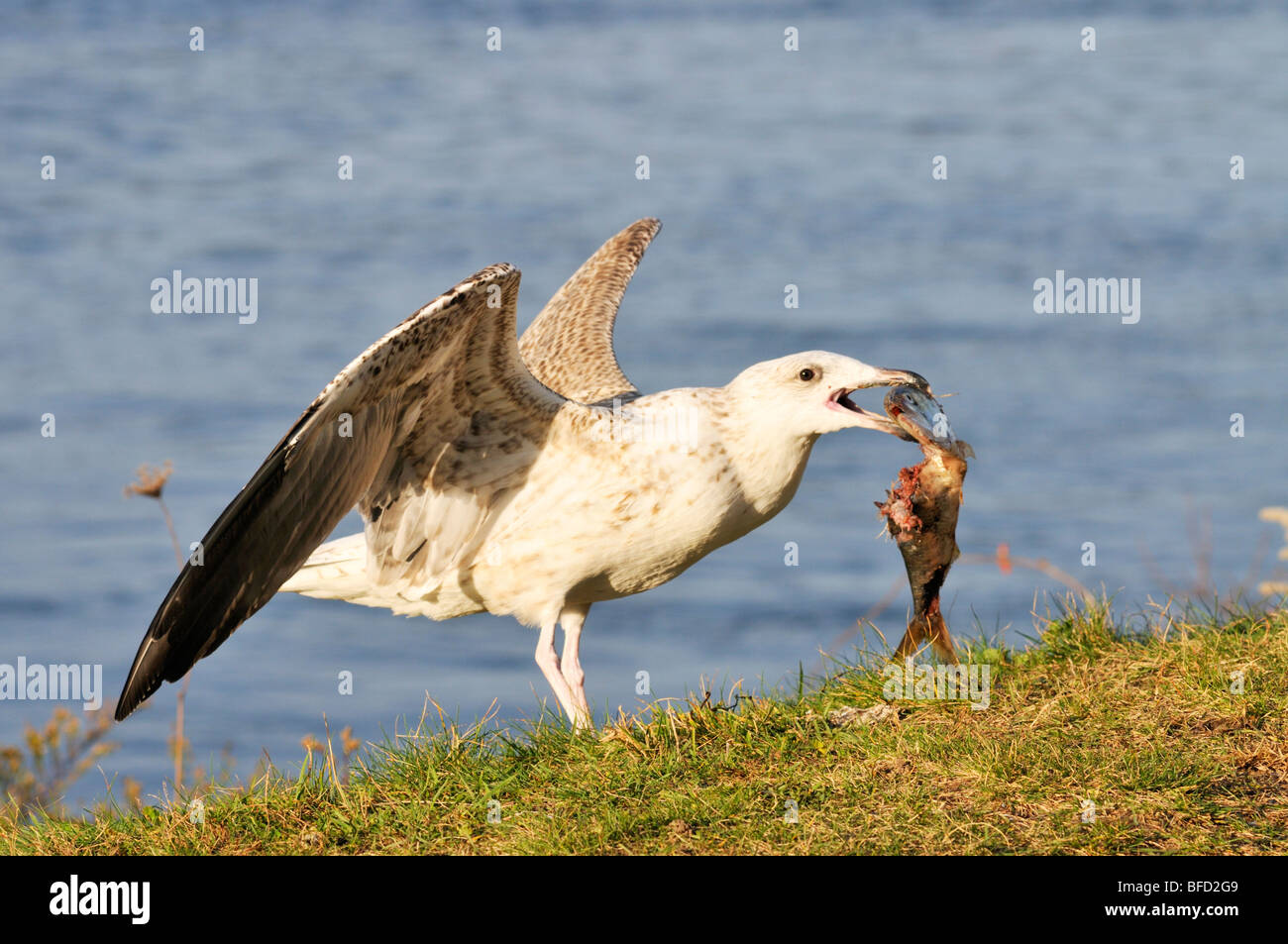 Möwe mit toten Fischen im Schnabel Stockfoto