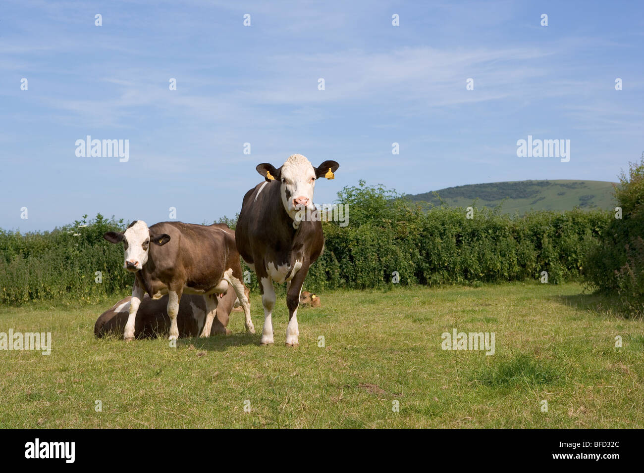 Kühe in der englischen Landschaft Stockfoto