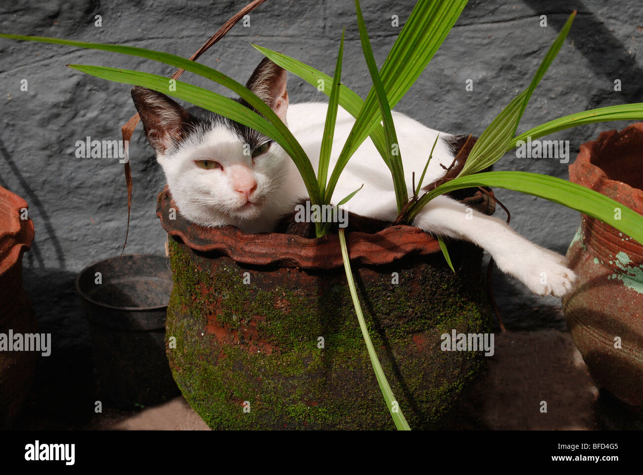 Katze in einem Blumentopf; Indien Stockfoto