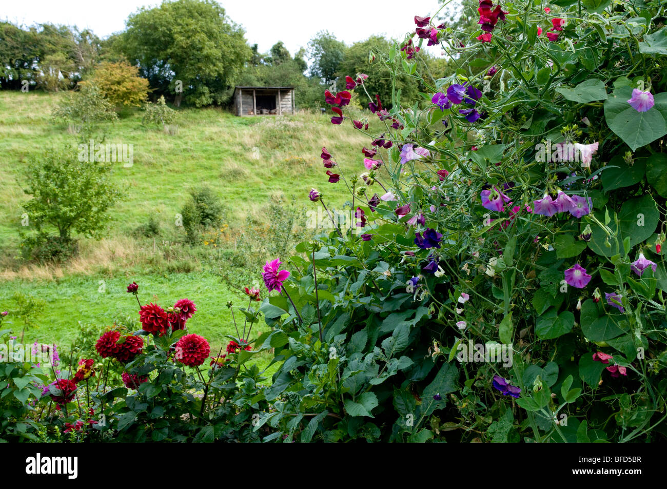 Jüngere Court Gardens, Cotswolds. Sommerblumen mit Feld und hölzerne Unterschlupf in der Ferne. Stockfoto