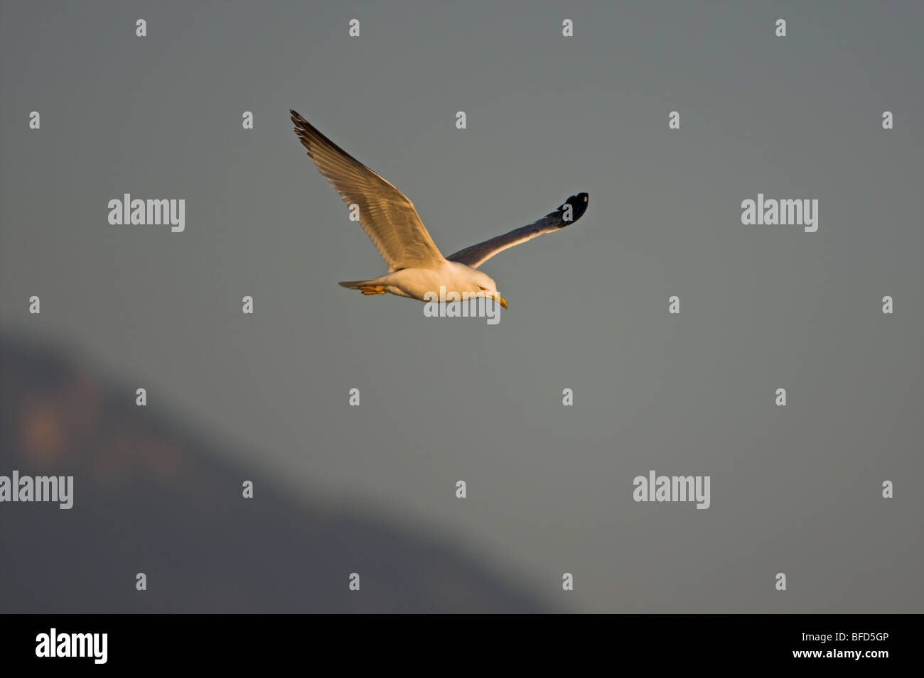 Western Yellow-legged Möve Larus Cachinnans michahellis Stockfoto