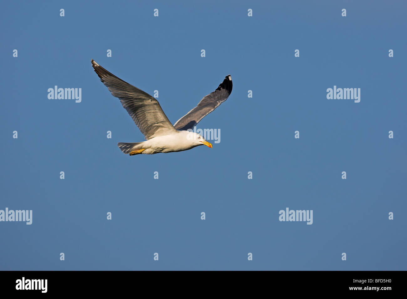 Western Yellow-legged Möve Larus Cachinnans michahellis Stockfoto