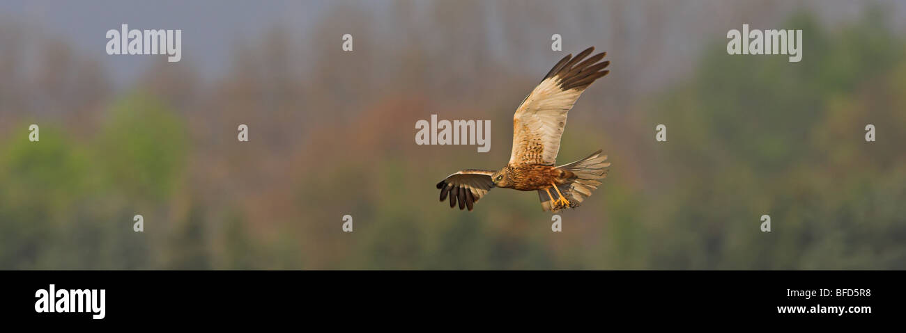 Marsh Harrier Circus aeruginosus Stockfoto