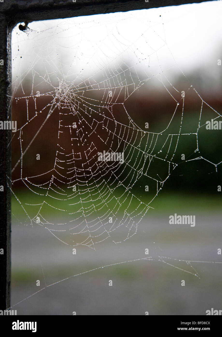 Spinnennetz in weiches Licht, Irland Stockfoto