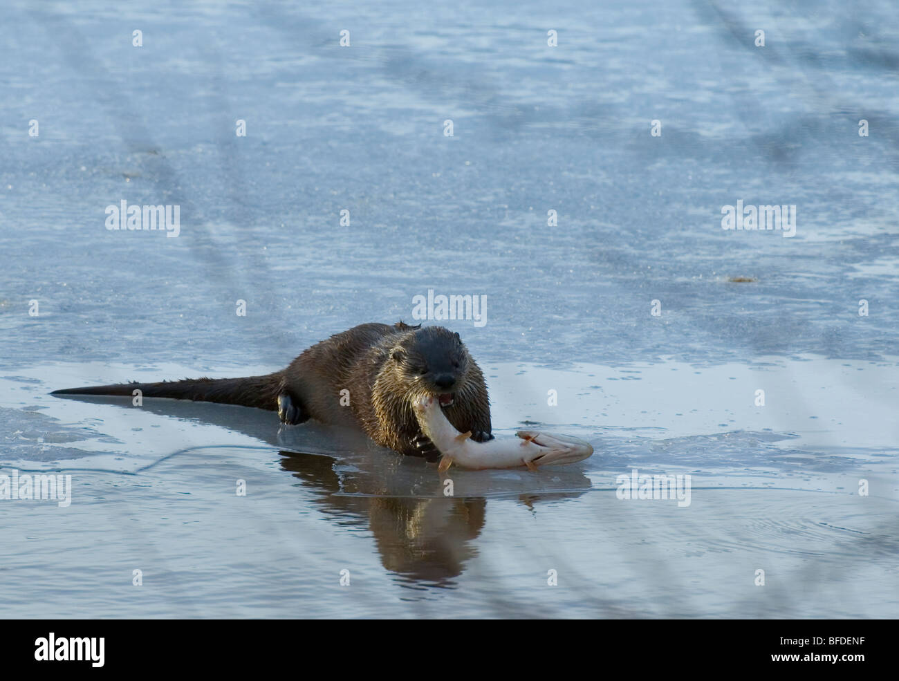 North American River Otter (Lontra Canadensis) Essen Hecht (Esox Lucius), Waterton Lakes National Park, Alberta, Kanada Stockfoto