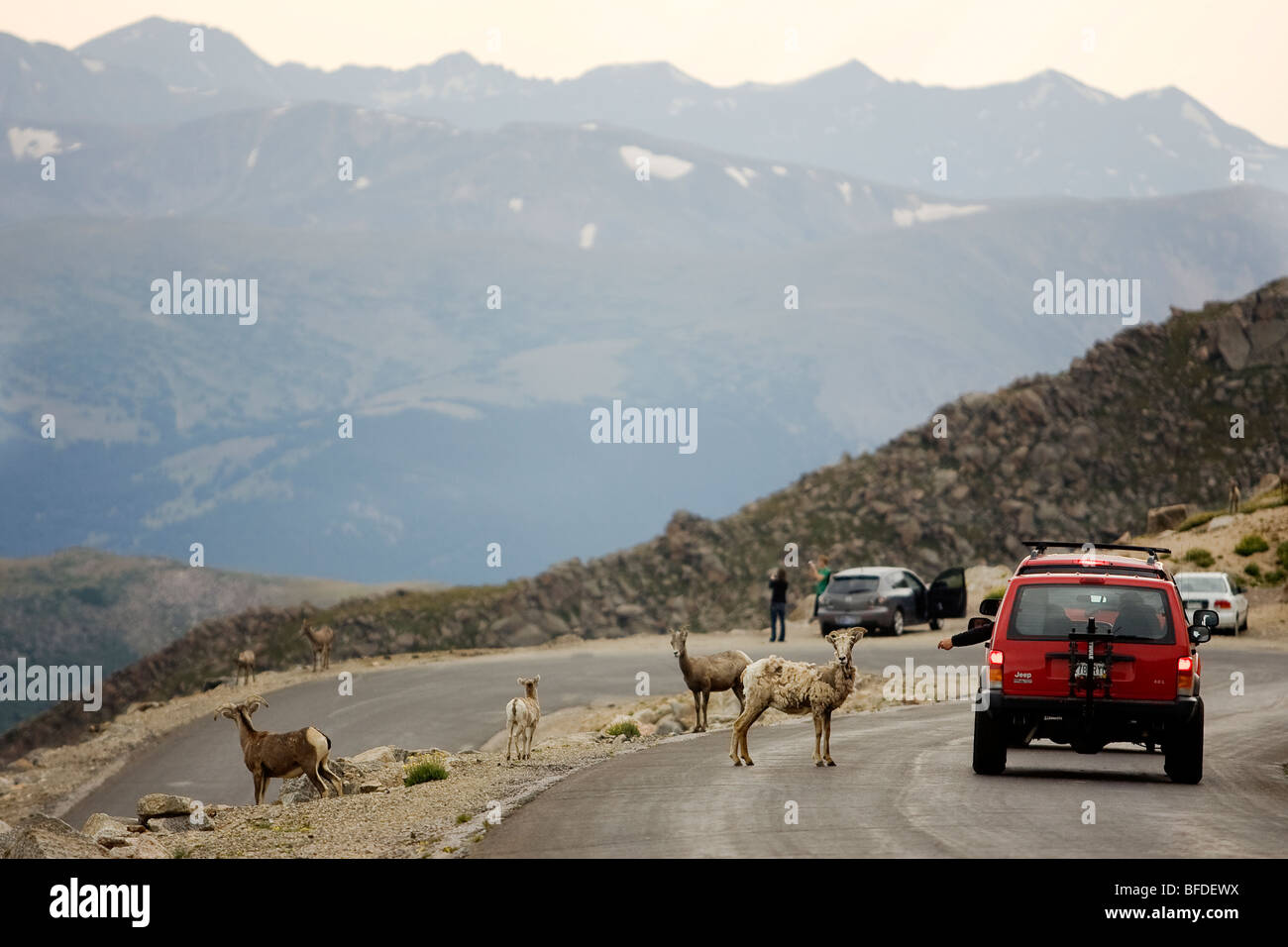 Ein Auto hält wie Rocky Mountain Big Horn Sheep Mount Evans Scenic Byway auf 8. August 2009 überqueren. Stockfoto