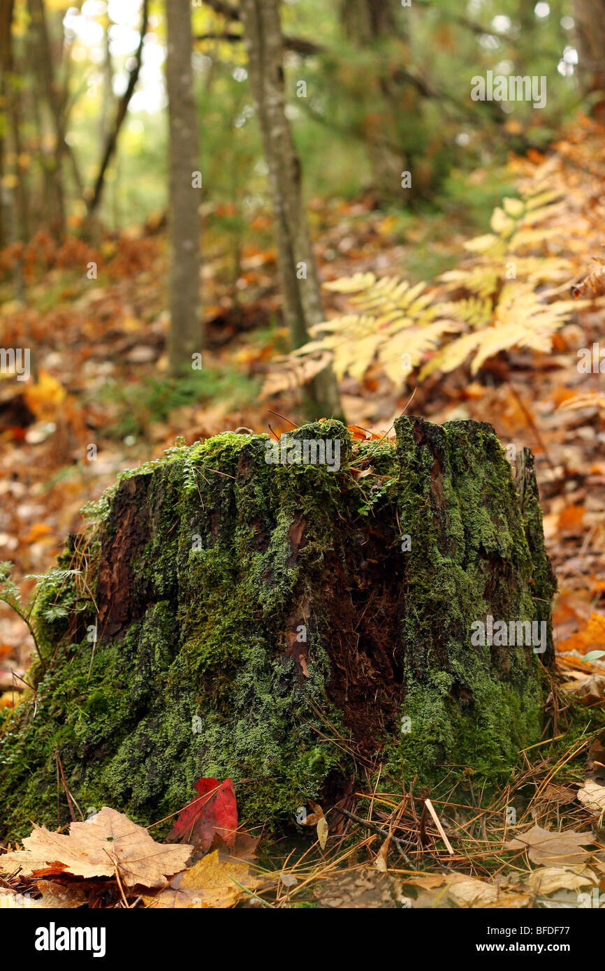 Bemooste Baum stumpf rot gelb braun Tan Herbst Blätter Eichenwald grünes Moos Blatt Stockfoto