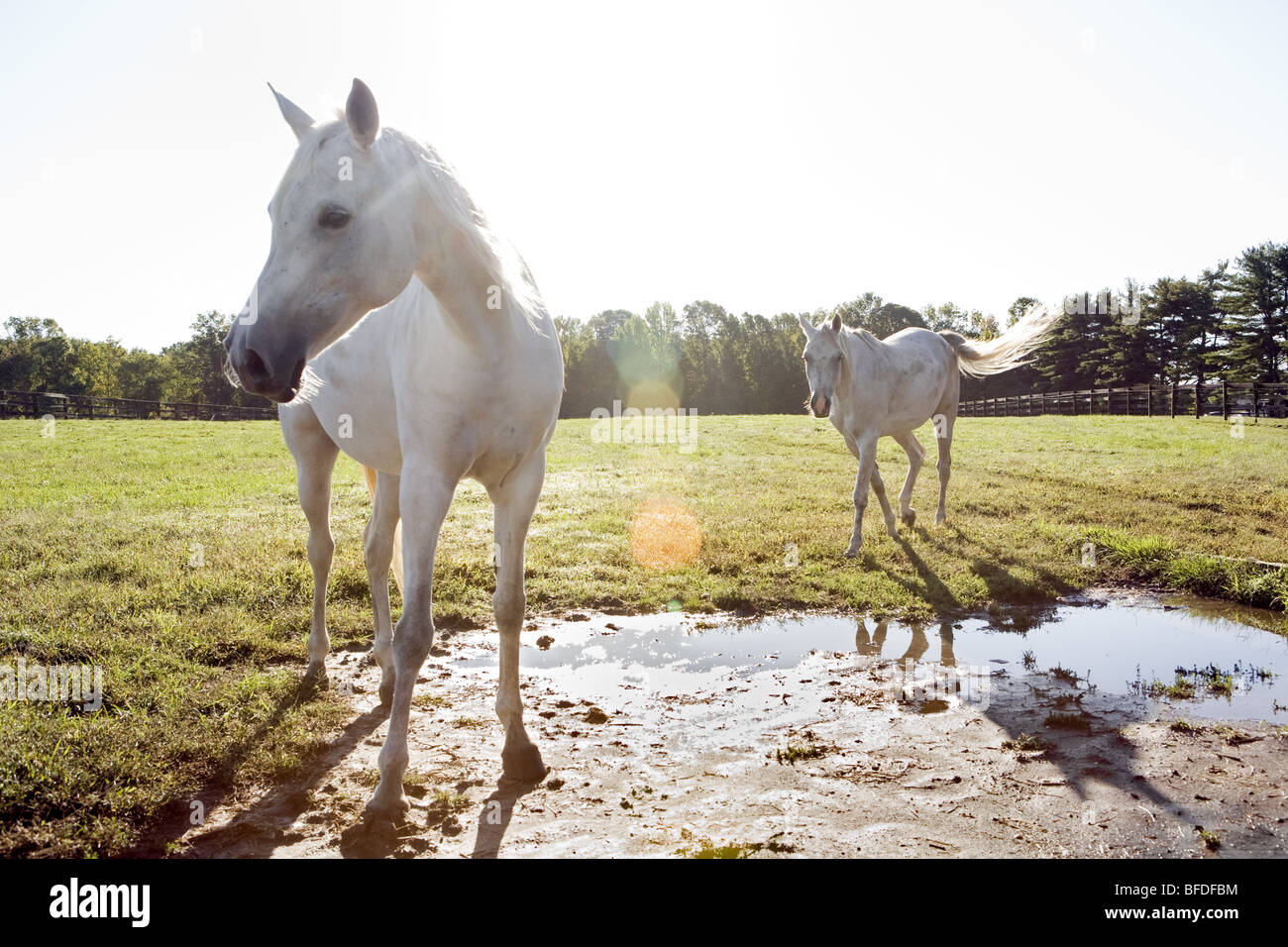 Arabische Pferde auf der Weide. Stockfoto