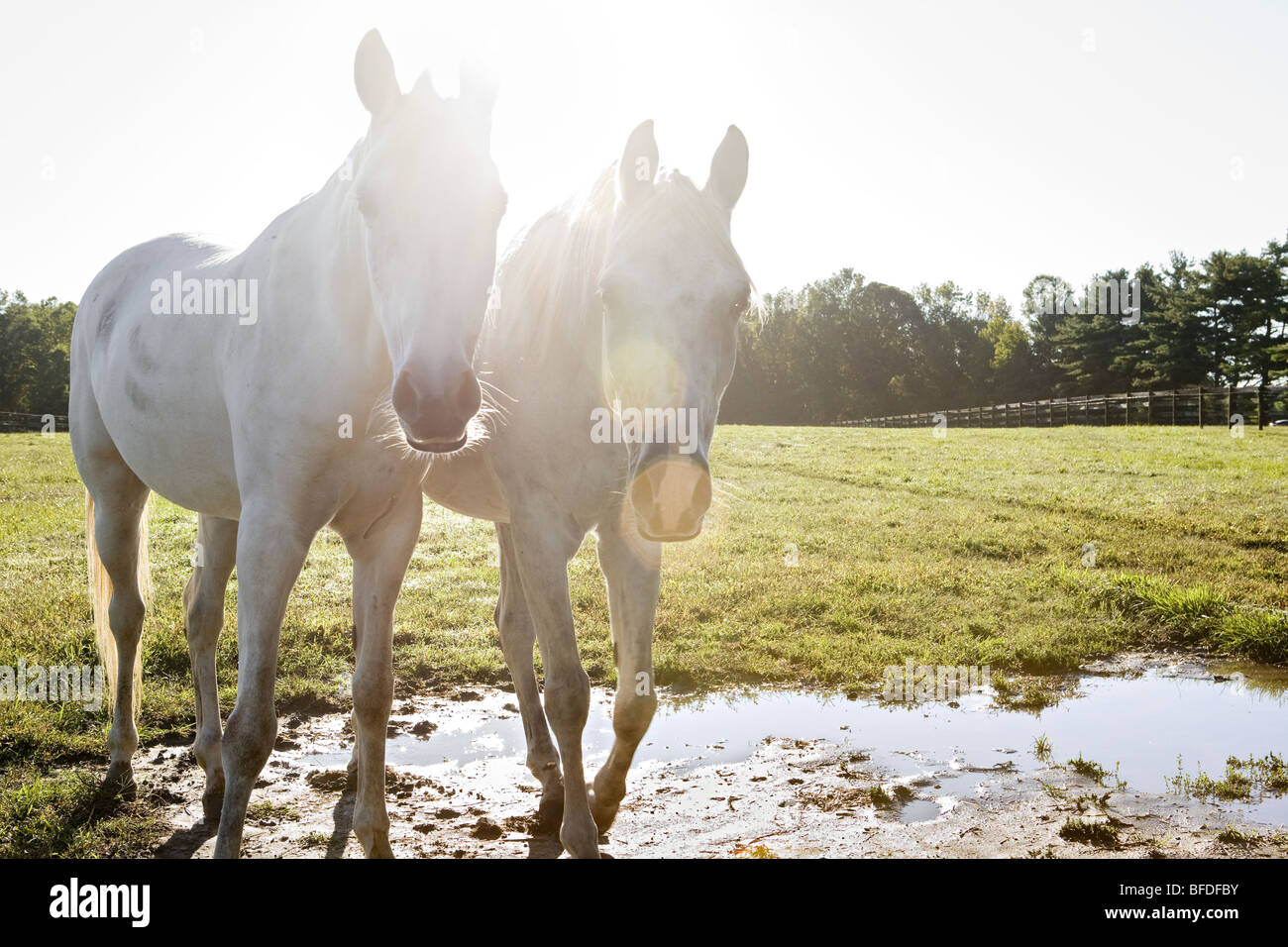 Arabische Pferde auf der Weide. Stockfoto