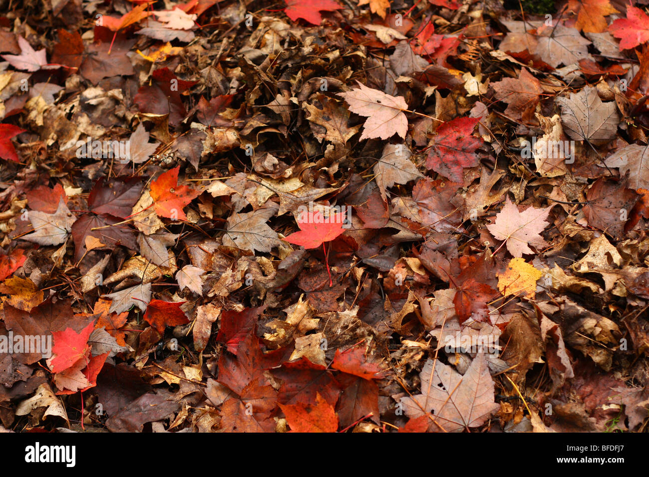 Herbst Blätter schöne Farben Ahorn Blatt Herbst Laub Wald herbstlich rot gelb braun Harke Rechen Stockfoto