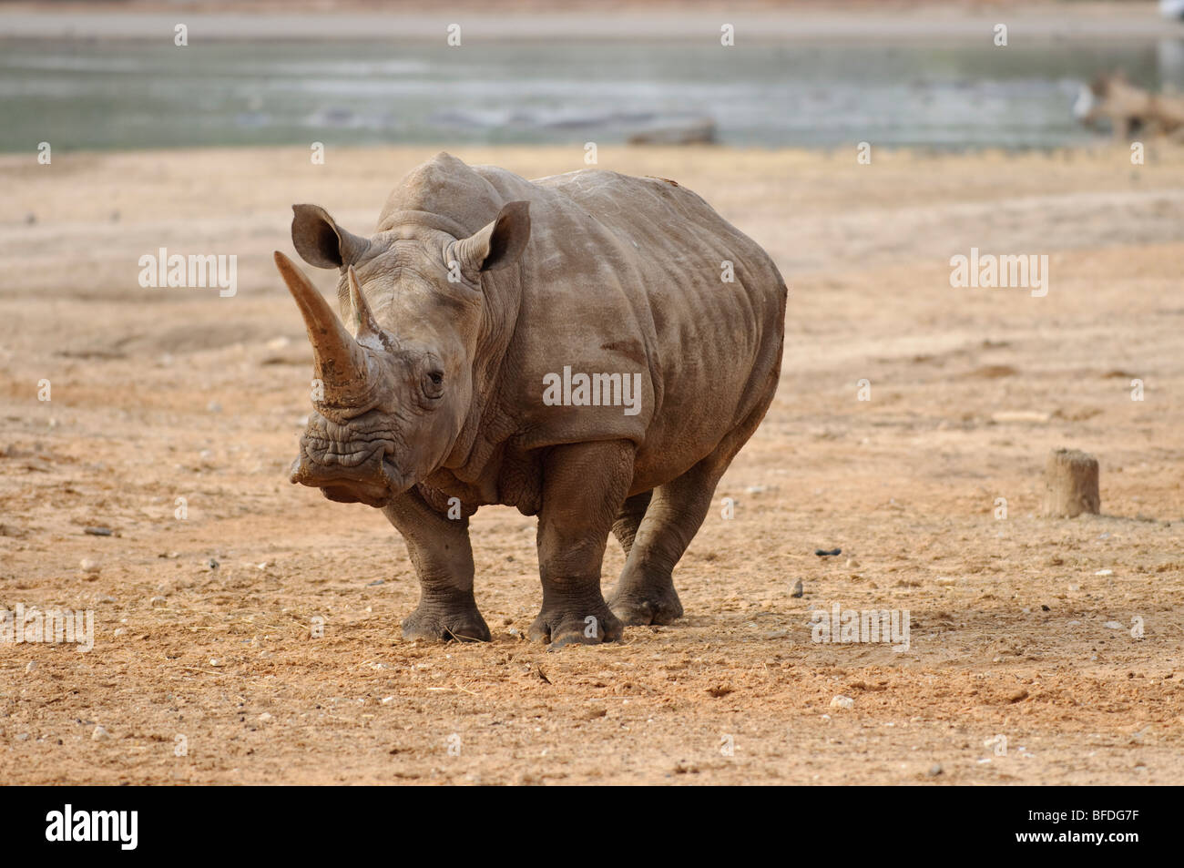 Nashorn Stockfoto