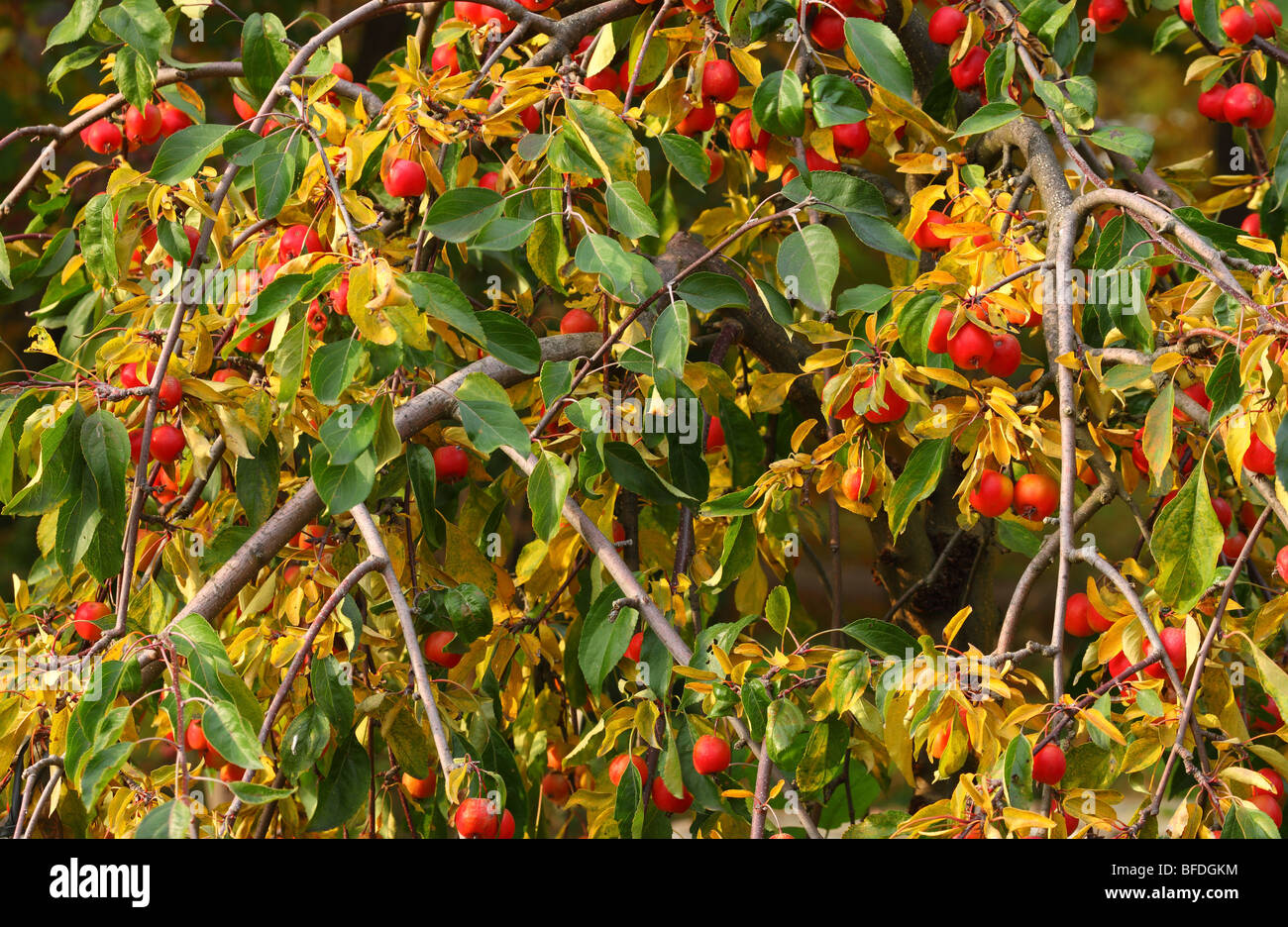 Dekorative Apfel Baum Fruchtbildung bei Malus Purpurea fallen Stockfoto