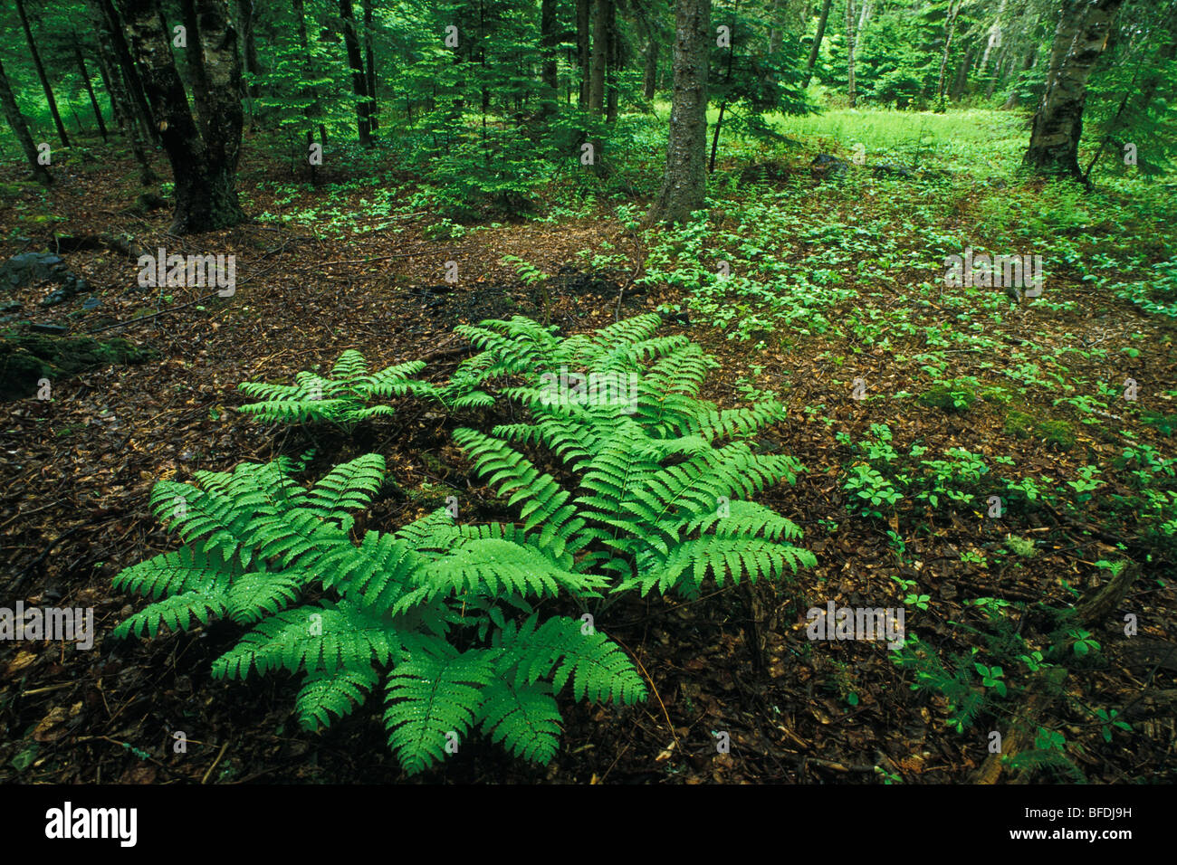 Farne im Frühjahr Waldboden, Kingston, New Brunswick, Kanada Stockfoto