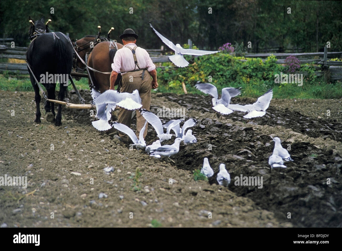 Landwirt Pflügen Feld, Upper Canada Village, Morrisburg, Ontario, Kanada. Stockfoto