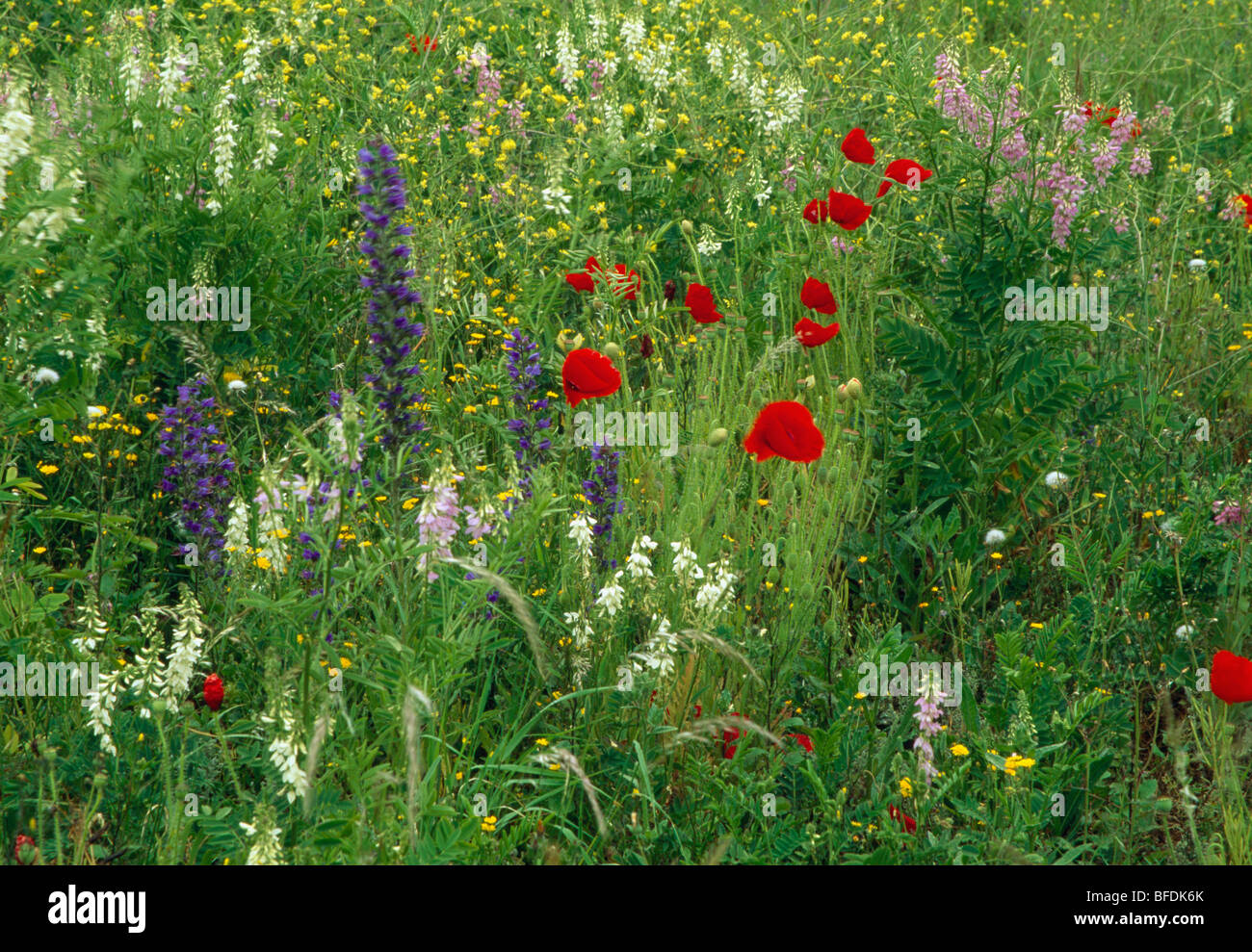 Nahaufnahme von roten Mohnblumen in wilde Blumengarten Stockfoto