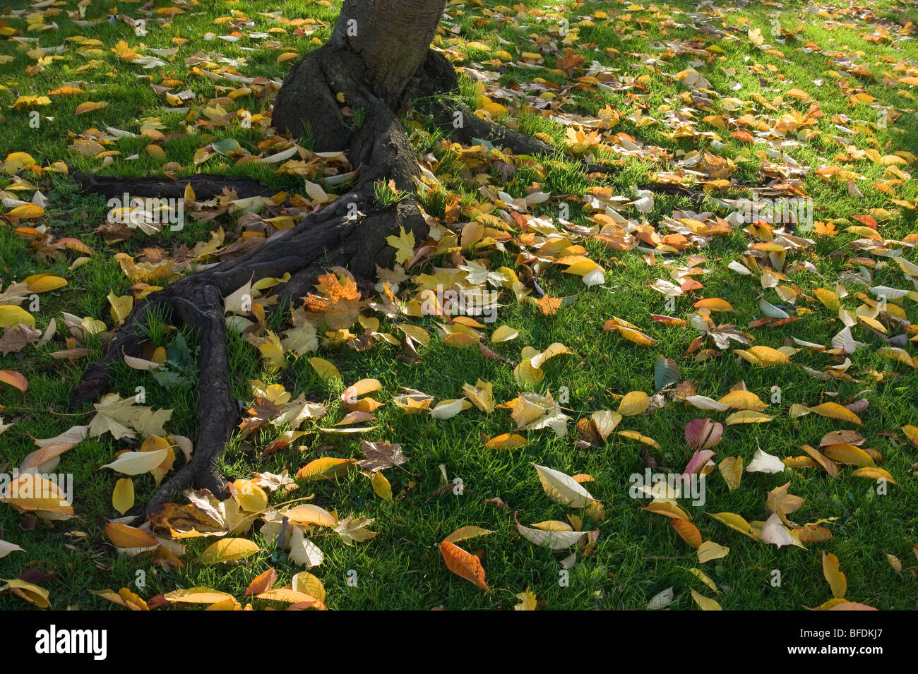 Laub auf dem Rasen im Herbst Stockfoto, Bild: 26730991 - Alamy
