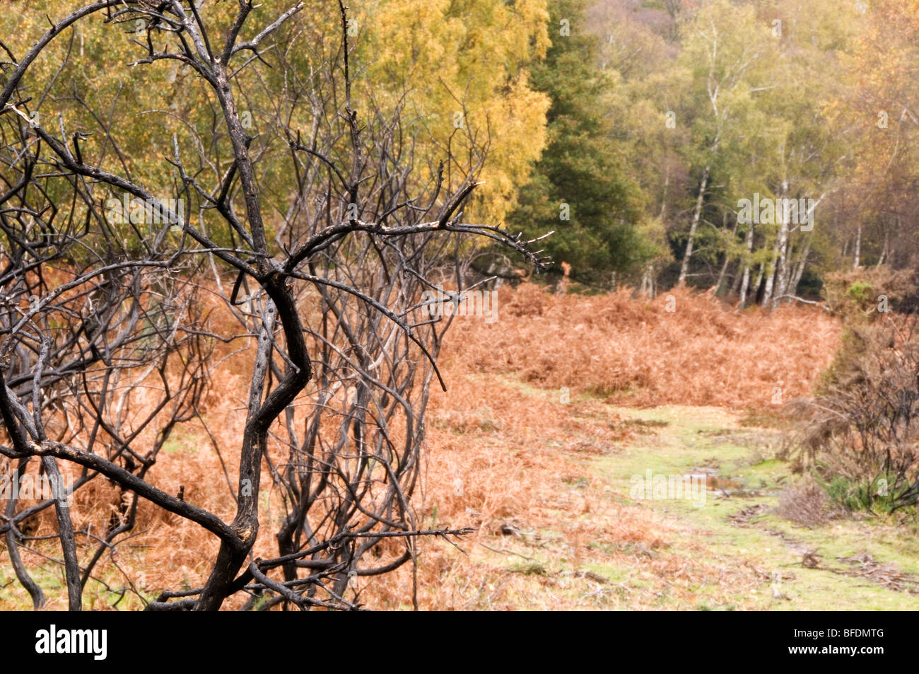 Gorse an matley Heide der New Forest Hampshire England UK verbrannt Stockfoto