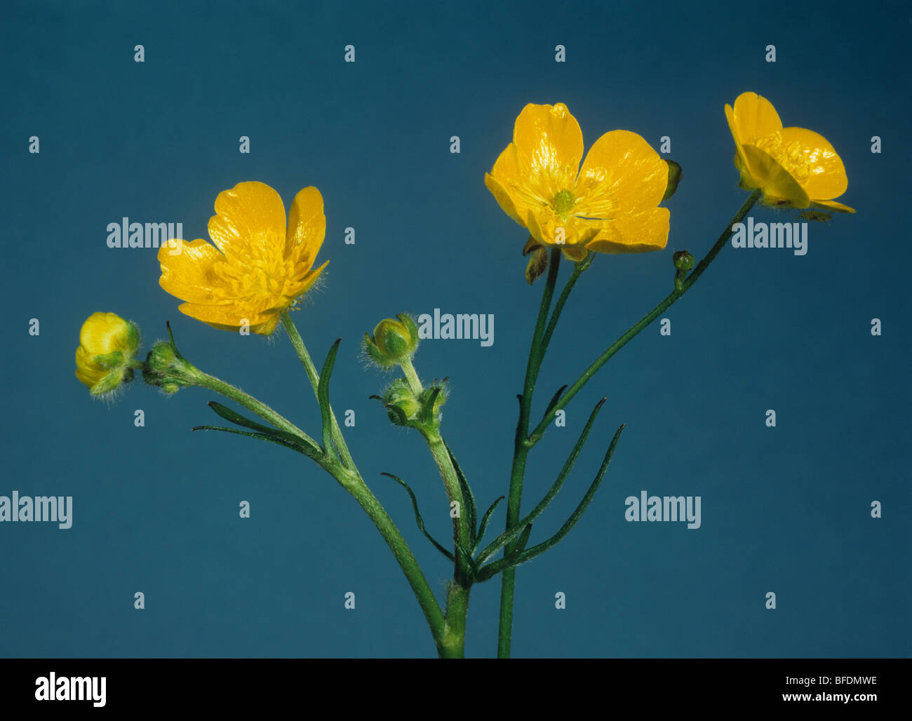 Feldblumen Hahnenfuß (Ranunculus Acris) Stockfoto